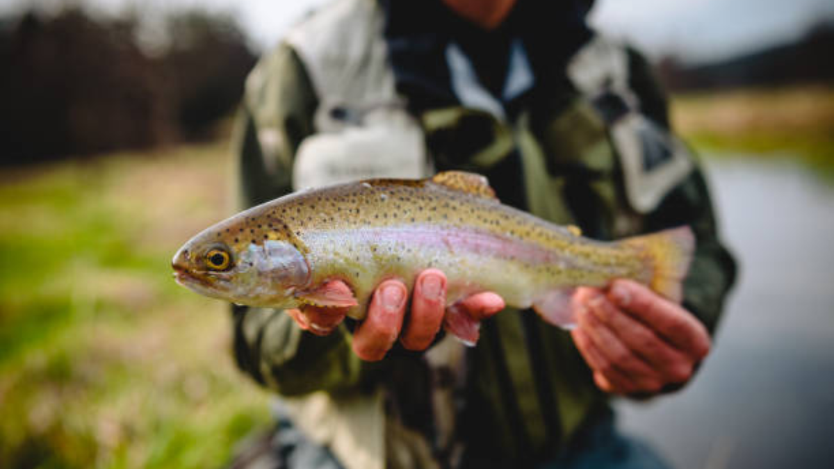 Si te gusta la pesca