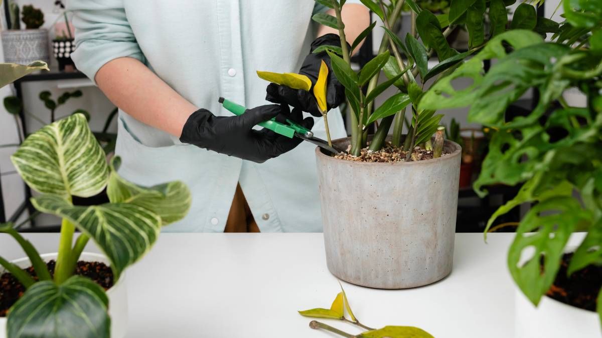 Toma nota de los consejos de poda, para que las plantas de tu jardín crezcan sanas y fuertes. Toma nota de los consejos de poda, para que las plantas de tu jardín crezcan sanas y fuertes.