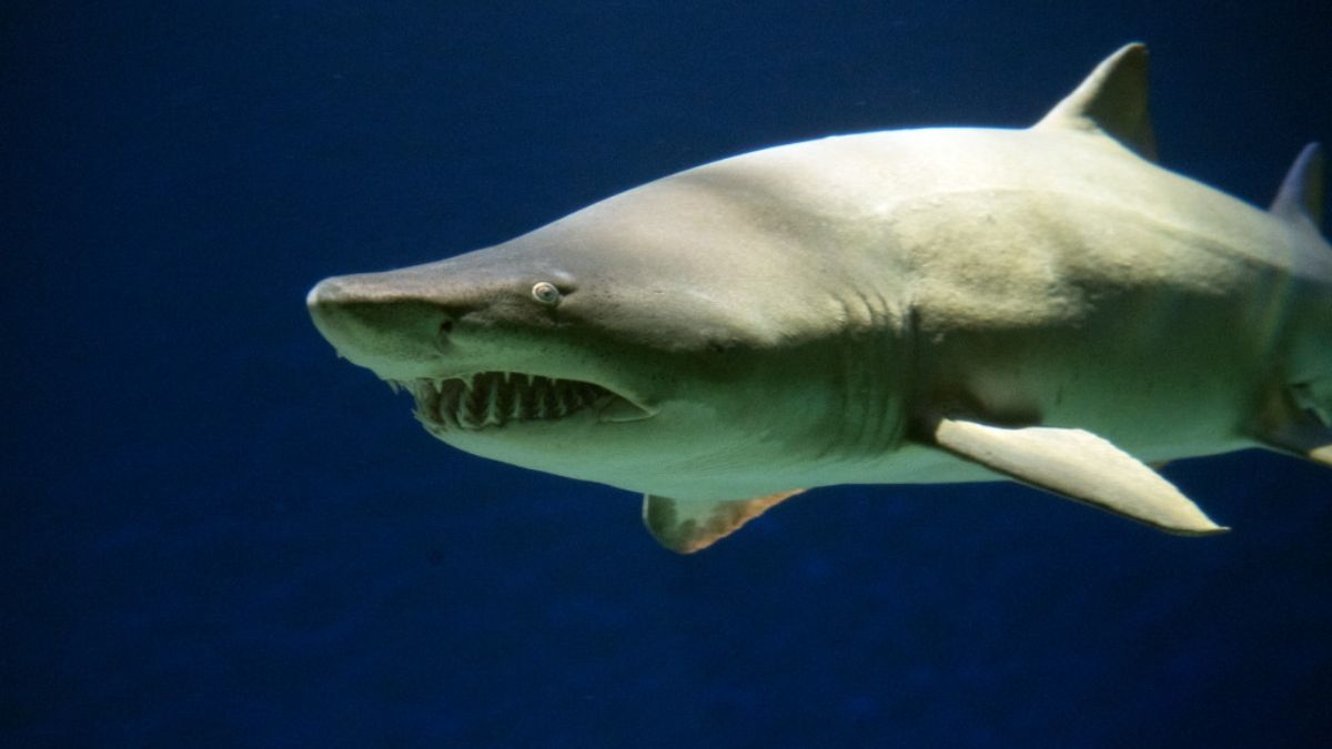 El tiburón escalandrún tiene presencia en aguas argentinas. Autor: Julie Larsen Maher