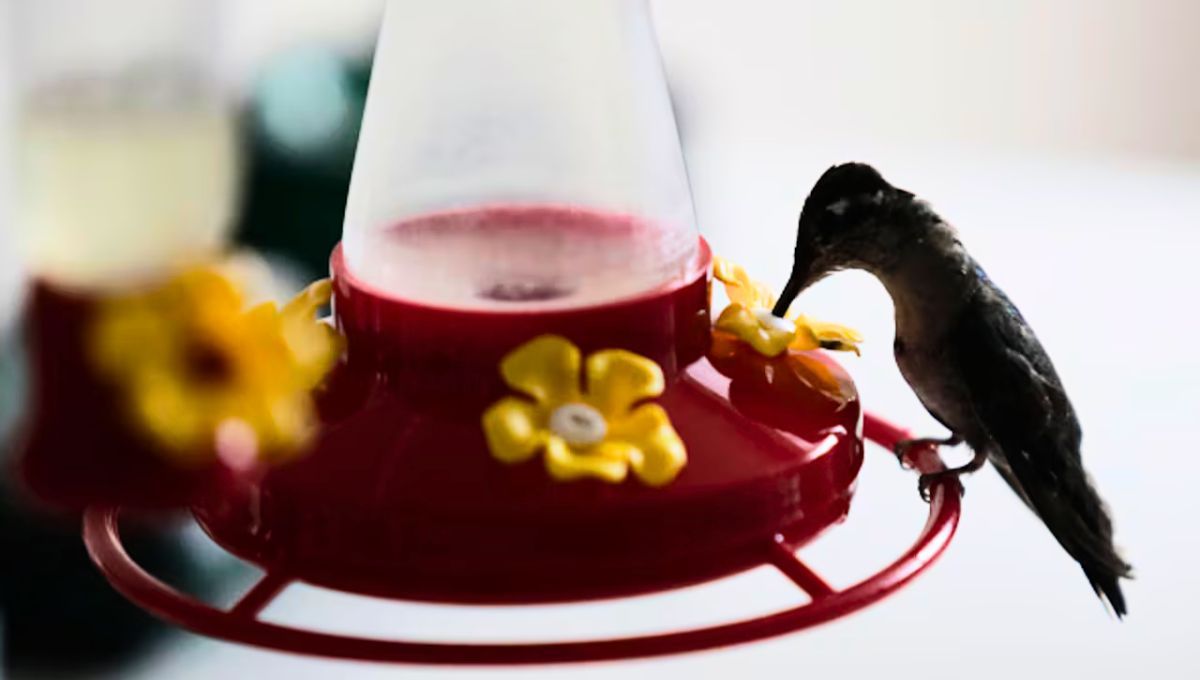 Cómo preparar el famoso