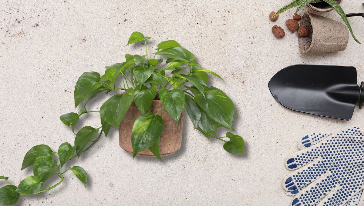 La planta imposible de matar: consejos de jardinería para cuidar tu potus