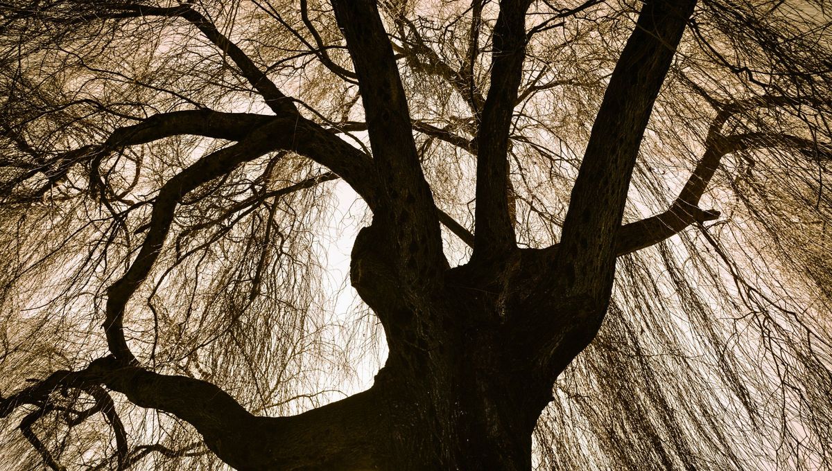 La leyenda del sauce llorón: la historia que explica por qué este árbol siempre parece triste