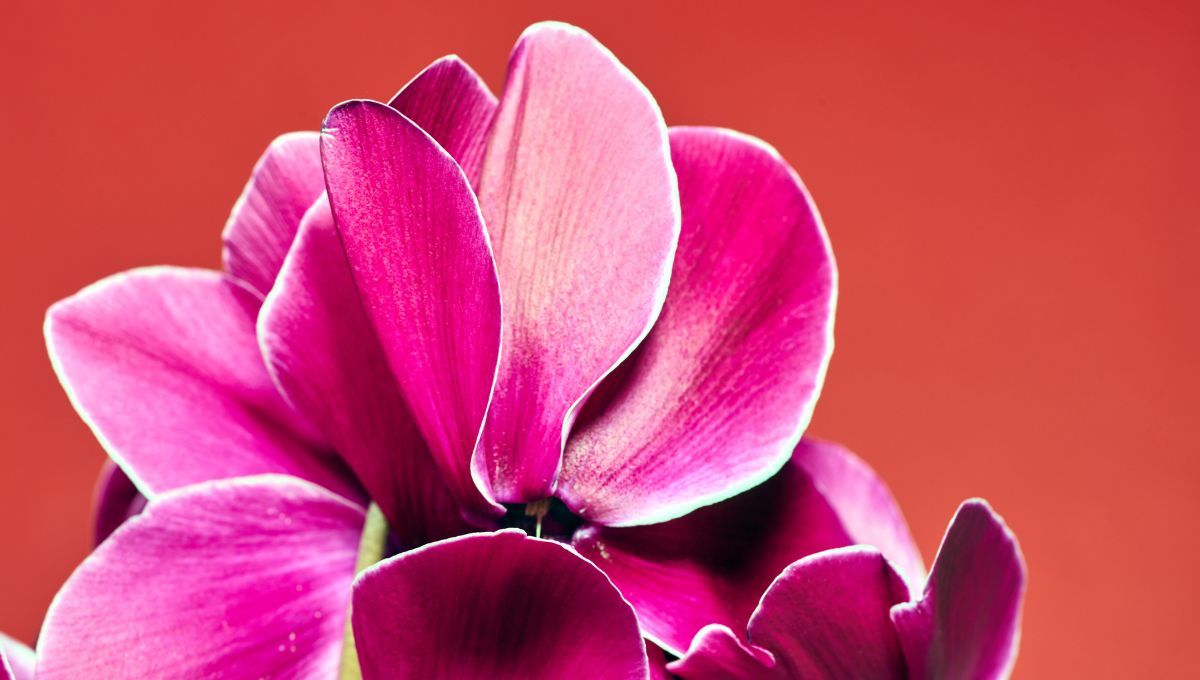 Violeta de los Alpes. Violeta de los Alpes. 