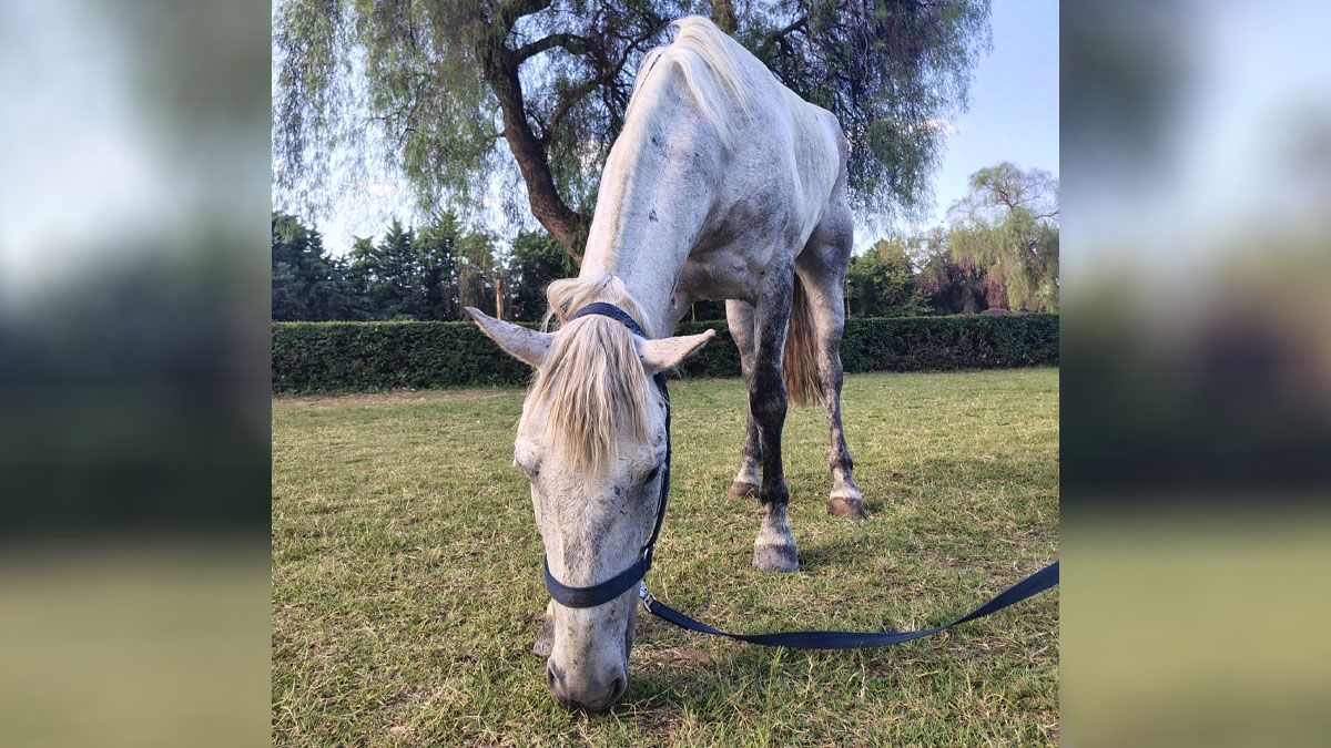 El caballo Patroclo mejora tras la cirugía y ahora buscan fondos para hacerle un corral especial