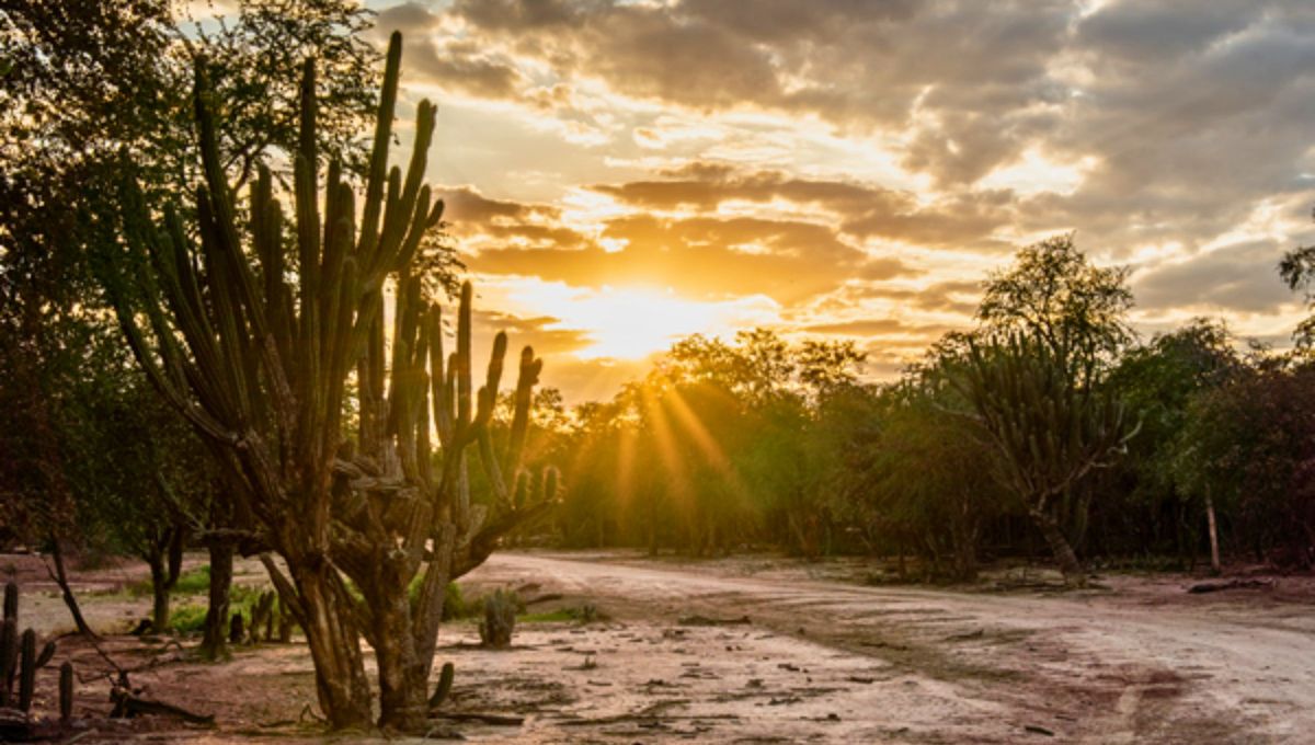 El origen del nombre Chaco está asociado a las lenguas de los pueblos originarios de la zona. El origen del nombre Chaco está asociado a las lenguas de los pueblos originarios de la zona.