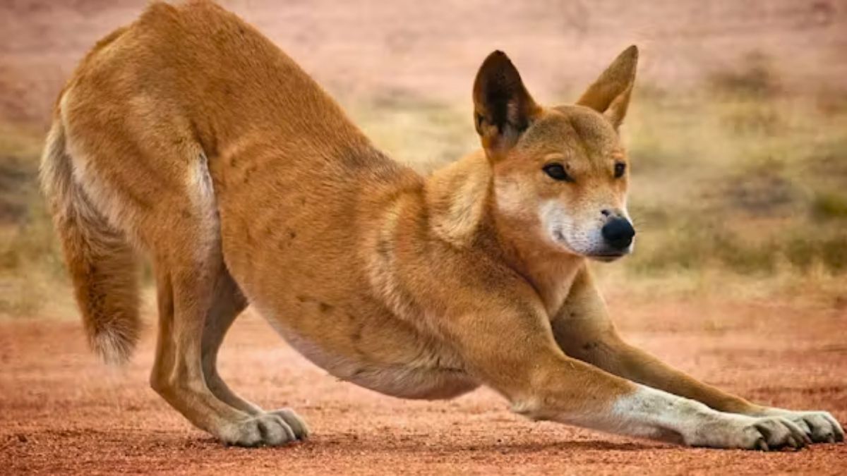 El animal que mató a la bebé y confundió a todos con un crimen. El animal que mató a la bebé y confundió a todos con un crimen.