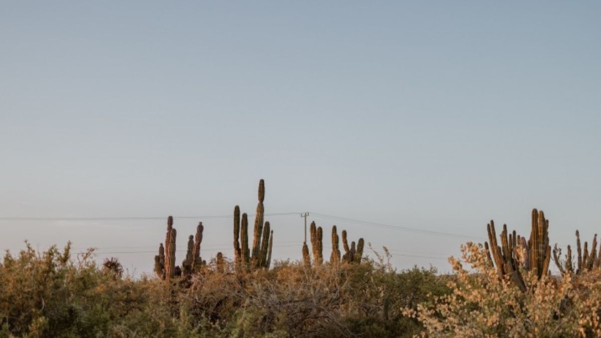 Cactus y matorrales, Baja California Sur, México. (Foto: Josh Withers, Unsplash) Cactus y matorrales, Baja California Sur, México. (Foto: Josh Withers, Unsplash)