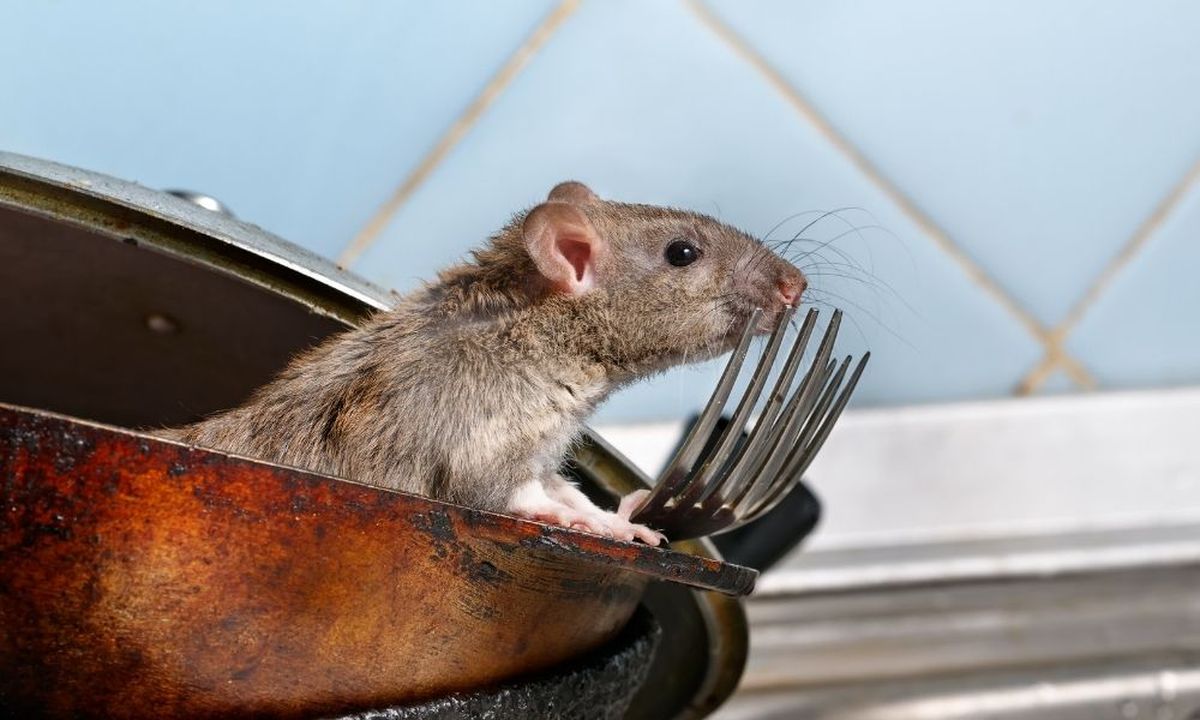 Ni ratas, ni cucarachas: la plaga que se esconde en tu casa en invierno y puede picarte Ni ratas, ni cucarachas: la plaga que se esconde en tu casa en invierno y puede picarte