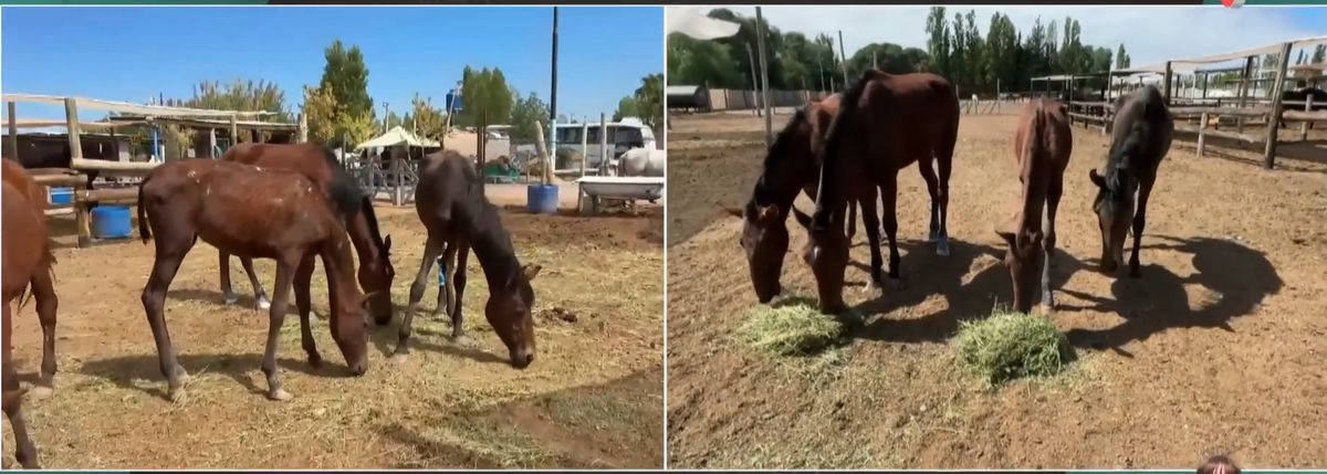 Rescataron 19 caballos que iban a ser faenados y ahora una protectora pide ayuda para salvarlos