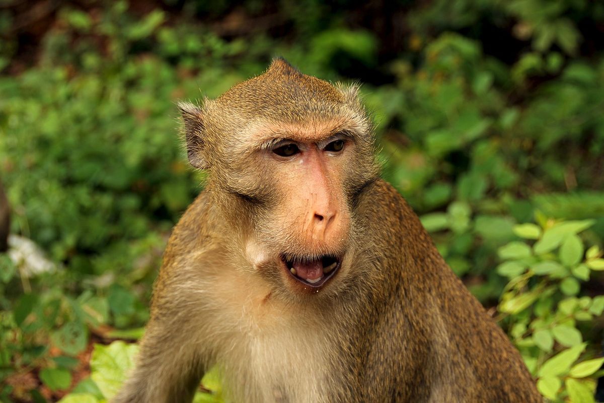 Insólita muerte: un mono mató a un turista de un piedrazo en la cabeza Insólita muerte: un mono mató a un turista de un piedrazo en la cabeza