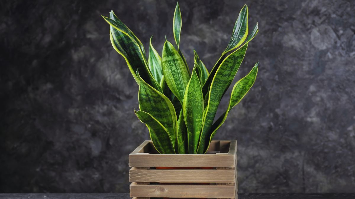 Aquí debes colocar tu lengua de suegra o sansevieria.