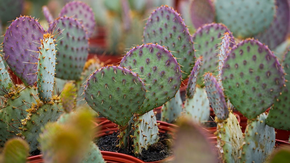 Menos azules, las flores de los cactus pueden ser de diferentes colores y se abren de noche o de día de acuerdo a su polinización. Menos azules, las flores de los cactus pueden ser de diferentes colores y se abren de noche o de día de acuerdo a su polinización.