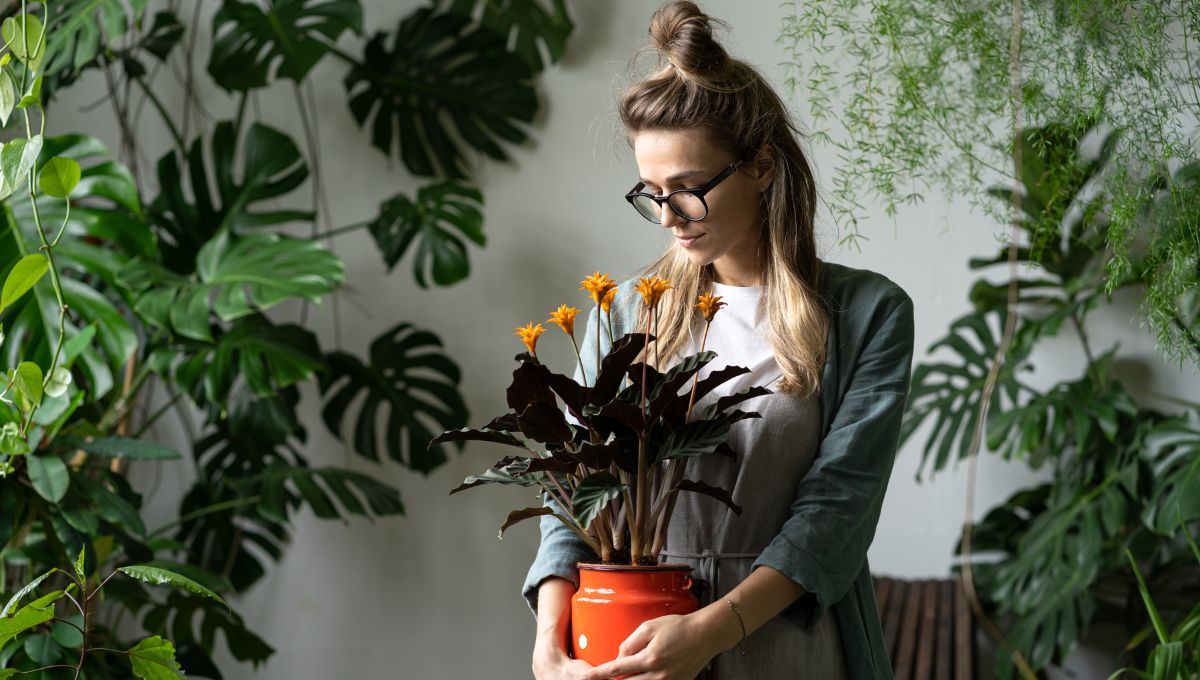 Plantas, tips para mejorar el olor. Plantas, tips para mejorar el olor.