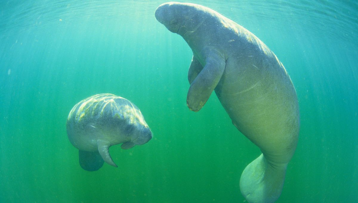 El primer avistamiento registrado de un manatí en Norteamérica lo hizo Cristóbal Colón en 1493, quien pensó que el manatí que había visto era una sirena. El primer avistamiento registrado de un manatí en Norteamérica lo hizo Cristóbal Colón en 1493, quien pensó que el manatí que había visto era una sirena.