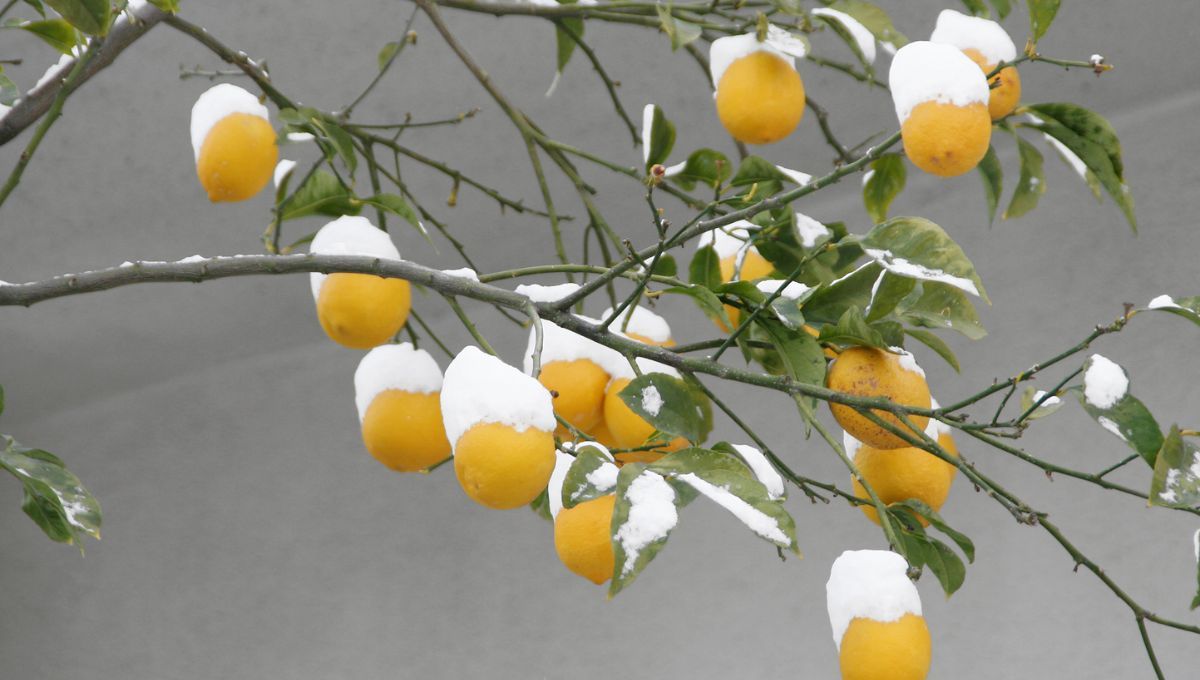 Cuidados del limonero para que no se seque en invierno&nbsp;