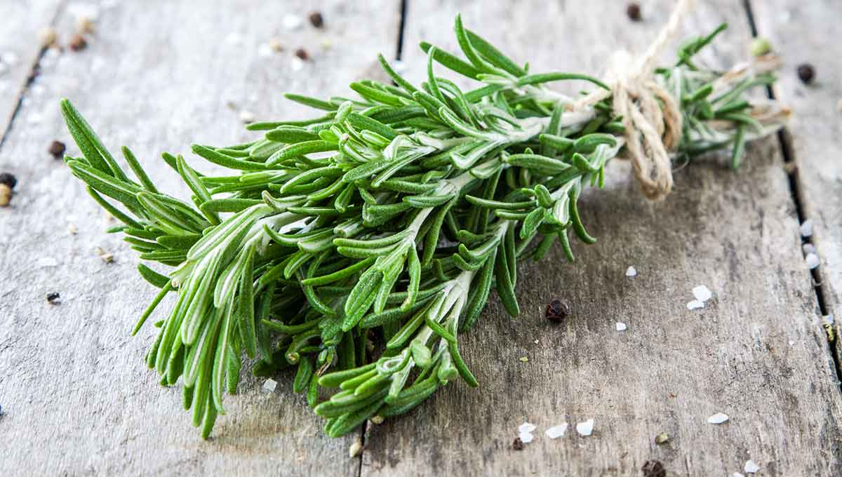 Feng Shui: para qué sirve utilizar romero en la casa