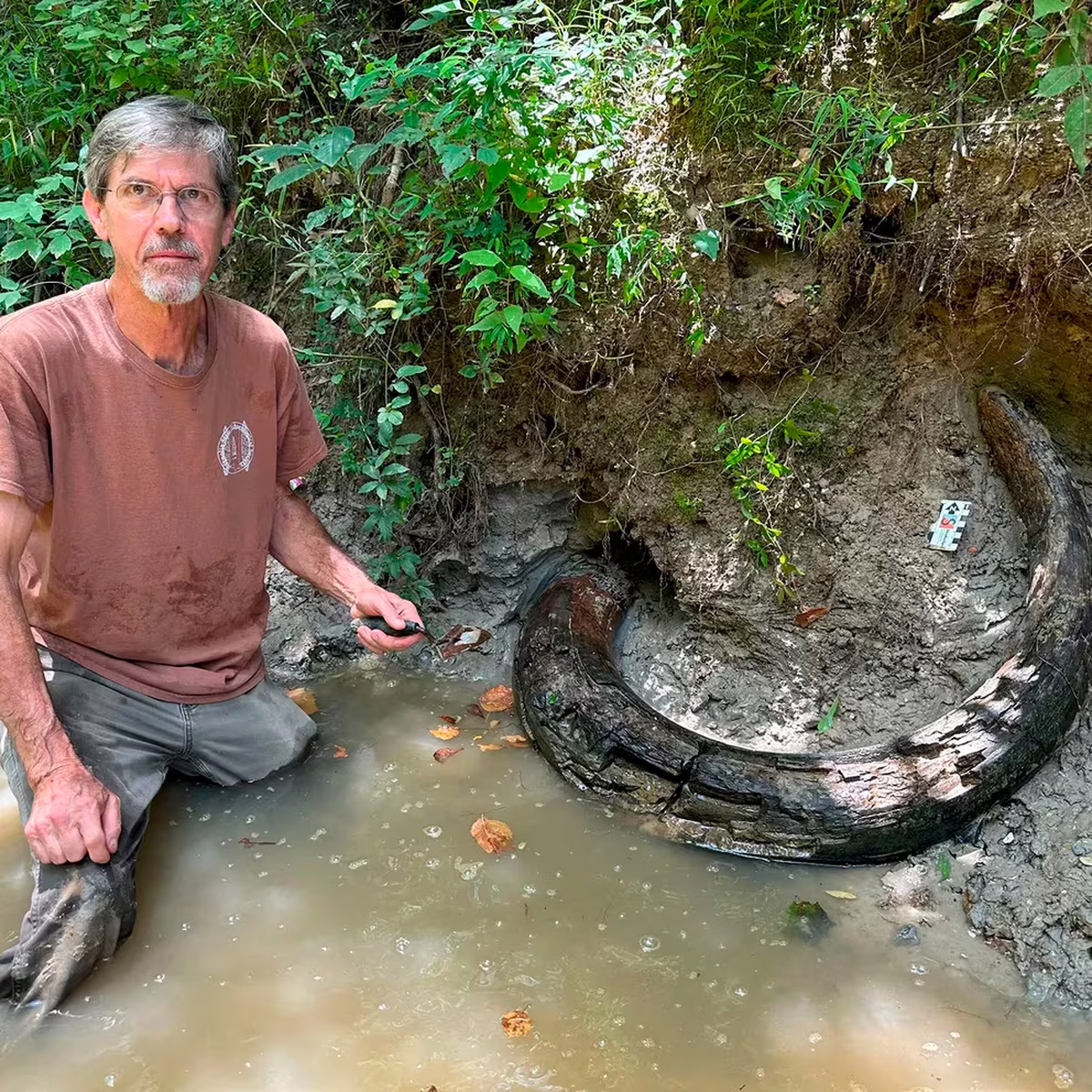 El descubrimiento de un gran colmillo animal que resultó no ser lo que parecía El descubrimiento de un gran colmillo animal que resultó no ser lo que parecía