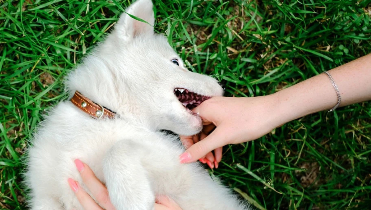 Veterinaria: Este es el motivo por el cual tu perro te muerde la mano suavemente