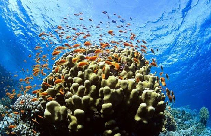 Nueva tecnología acelera el estudio de arrecifes coralinos