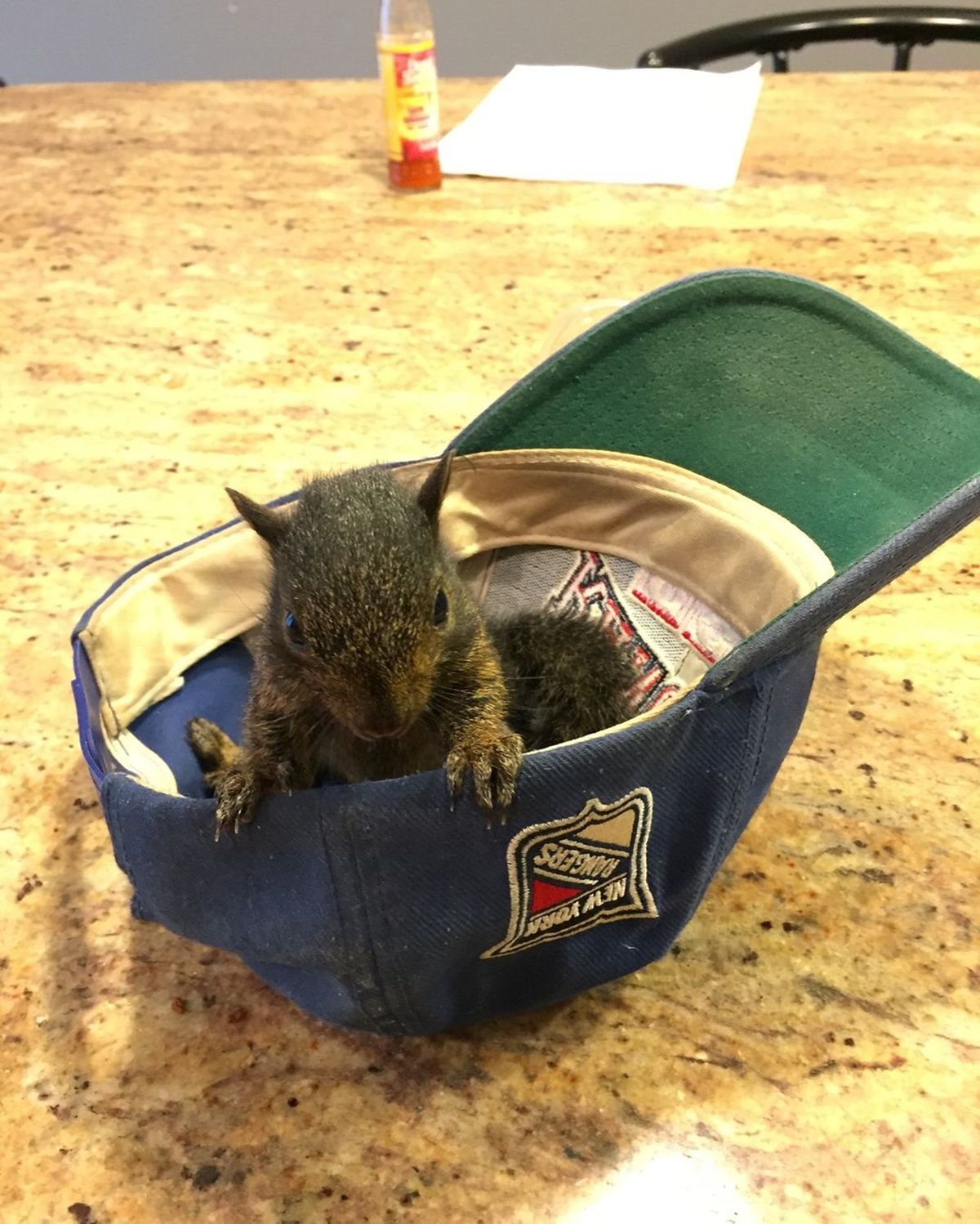  Las fotos que subía Mark de la ardilla. Imagen de Instagram @peanut_the_squirrel12 Las fotos que subía Mark de la ardilla. Imagen de Instagram @peanut_the_squirrel12