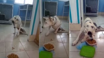 Dalma, la perrita de Mendoza que estremece el corazón