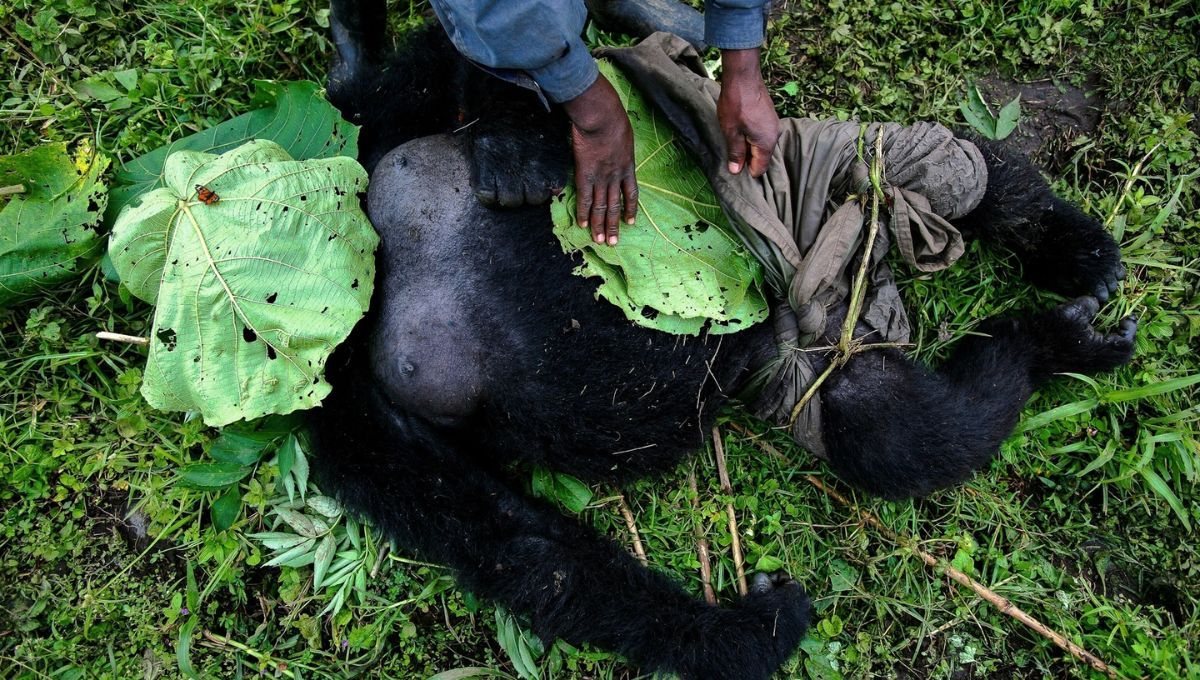 Los guardaparques de Virunga arriesgan diariamente sus vidas para proteger a los gorilas y otras especies emblemáticas del parque. Los guardaparques de Virunga arriesgan diariamente sus vidas para proteger a los gorilas y otras especies emblemáticas del parque.