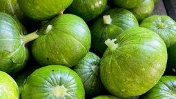 Beneficios de comer zapallito redondo