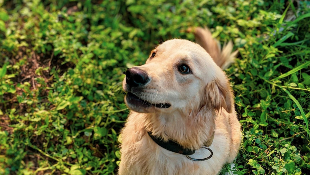 Por qué debo mantener mi árbol de jade alejado de mis perros