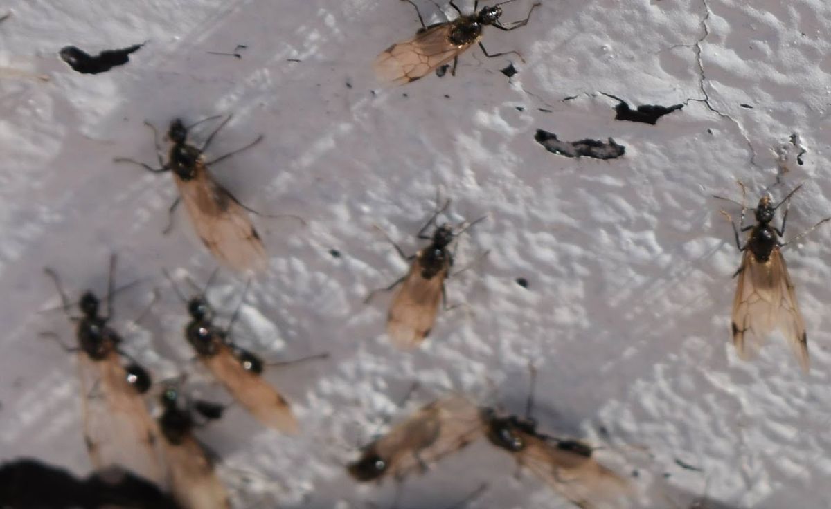 Las lluvias intensas pueden inundar hormigueros, obligando a las hormigas a buscar refugio en lugares más altos Las lluvias intensas pueden inundar hormigueros, obligando a las hormigas a buscar refugio en lugares más altos
