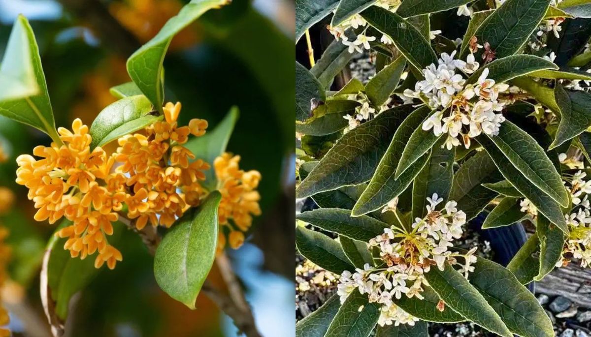 Con los cuidados adecuados, este árbol perfumado puede convertirse en el protagonista de cualquier terraza o balcón. Con los cuidados adecuados, este árbol perfumado puede convertirse en el protagonista de cualquier terraza o balcón.