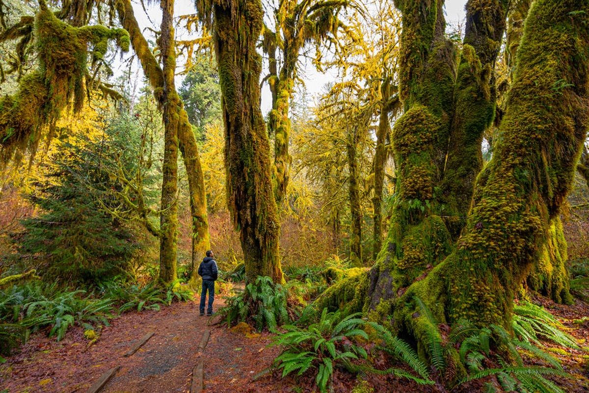 Este sendero de Estados Unidos te sumerge en un paisaje mágico. Imagen: National Park Services