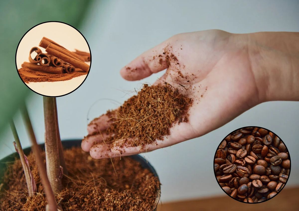 Plantas más sanas y felices&nbsp;