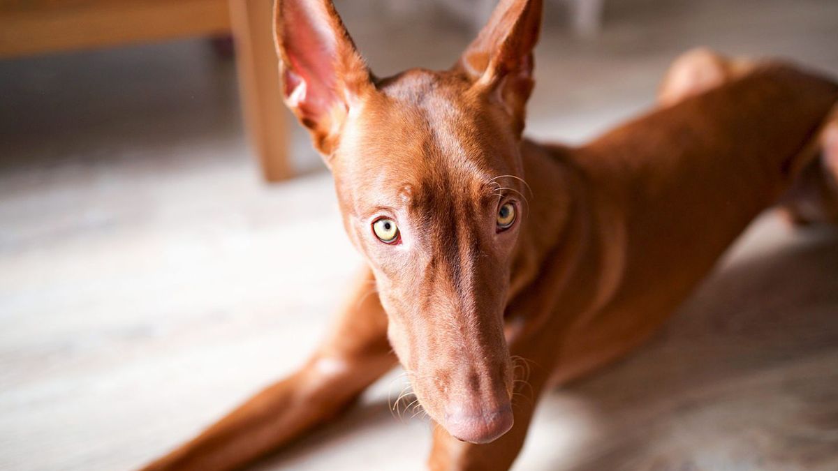 Astrología: así es el perro de cada signo.