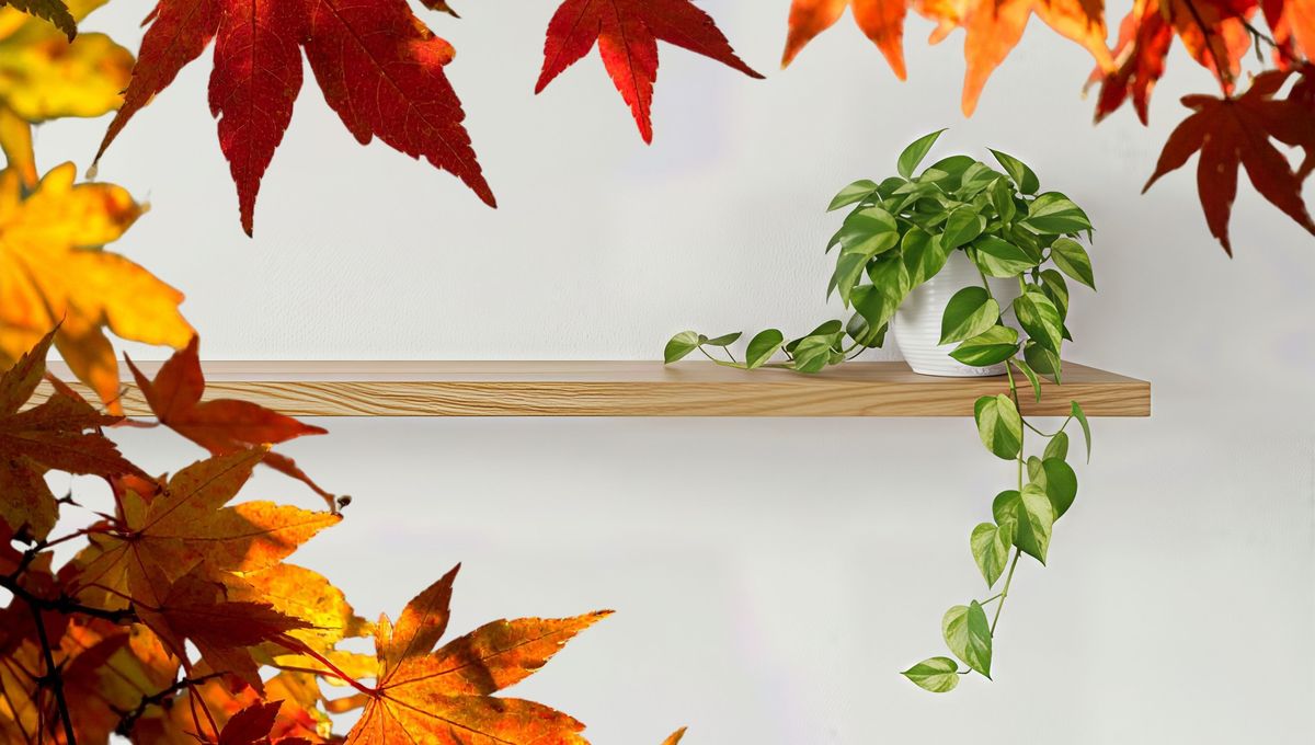 En el otoño e invierno, las plantas requieren de otro tipo de cuidados. En el otoño e invierno, las plantas requieren de otro tipo de cuidados.