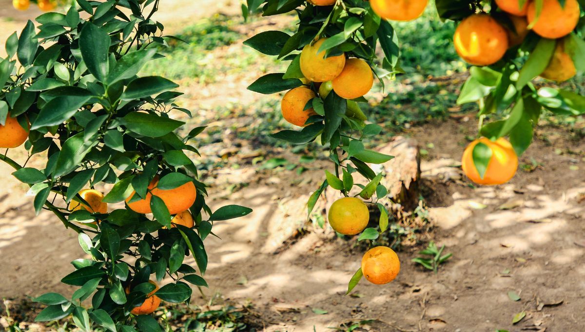 El naranjo se adapta bien a una amplia gama de suelos, pero prefiere suelos bien drenados y ligeramente ácidos. Es fundamental evitar suelos con demasiada arcilla, ya que el exceso de retención de agua puede dañar las raíces. El naranjo se adapta bien a una amplia gama de suelos, pero prefiere suelos bien drenados y ligeramente ácidos. Es fundamental evitar suelos con demasiada arcilla, ya que el exceso de retención de agua puede dañar las raíces.