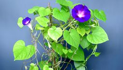La planta trepadora que cierra sus flores antes de que cambie el clima: predice la lluvia La planta trepadora que cierra sus flores antes de que cambie el clima: predice la lluvia