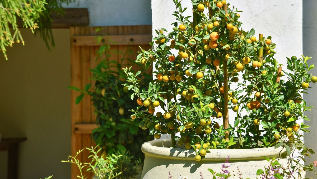 El &aacute;rbol de naranja es una de las especies frutales m&aacute;s apreciadas en el mundo.