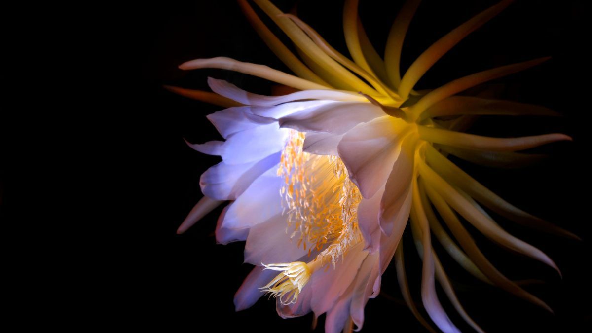 Dama de la noche. Dama de la noche. 