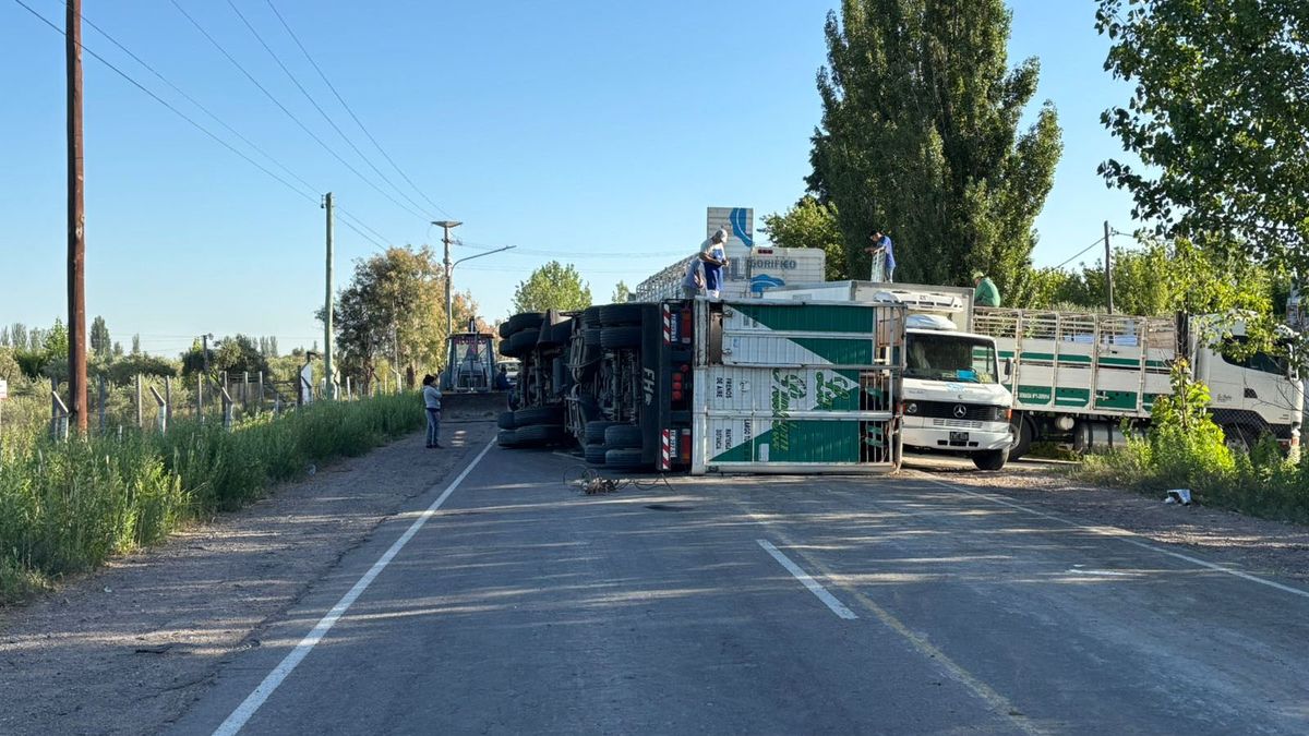 El tránsito por calle Las Margaritas hacia el Norte de la Ruta 7 quedó cortado hasta que sacaran las vacas y el camión. El tránsito por calle Las Margaritas hacia el Norte de la Ruta 7 quedó cortado hasta que sacaran las vacas y el camión.