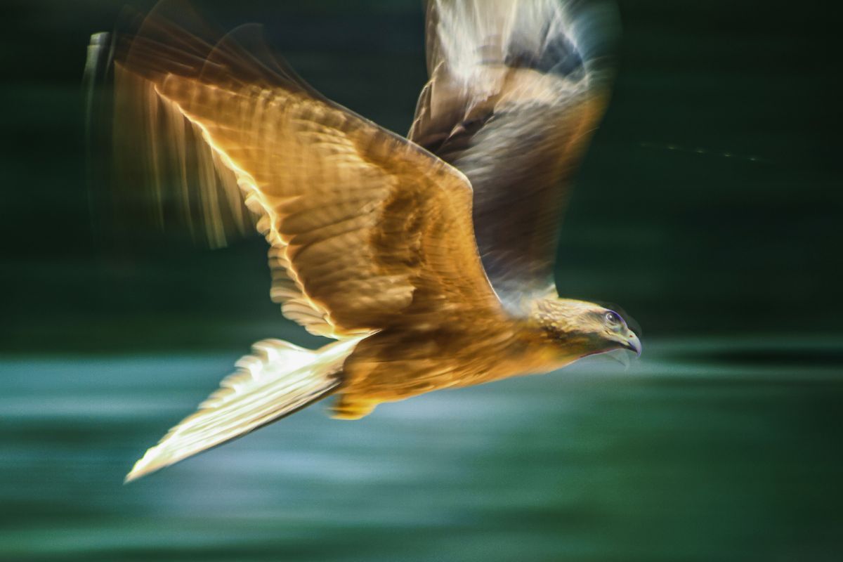 El animal que vuela más rápido del mundo no es el que crees, ni mucho menos un ave. El animal que vuela más rápido del mundo no es el que crees, ni mucho menos un ave.