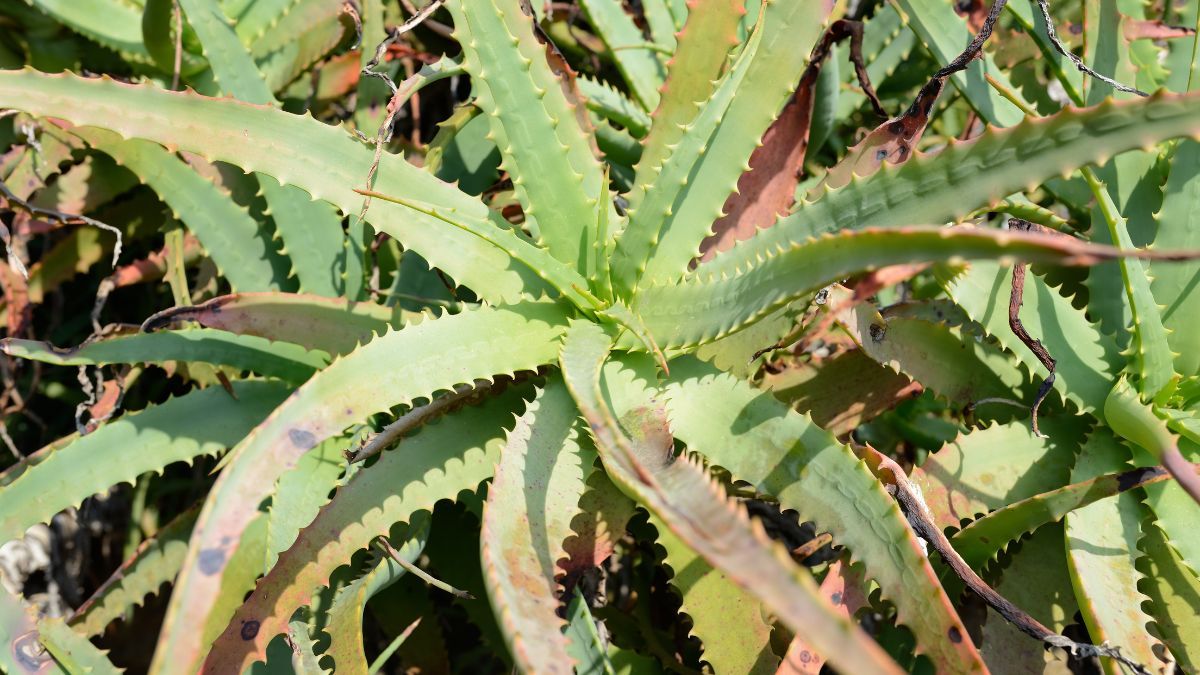 Qué significa que la sábila del aloe vera se pudra