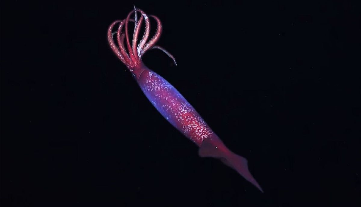 La increíble especie de calamar que nunca antes había sido captada en video.