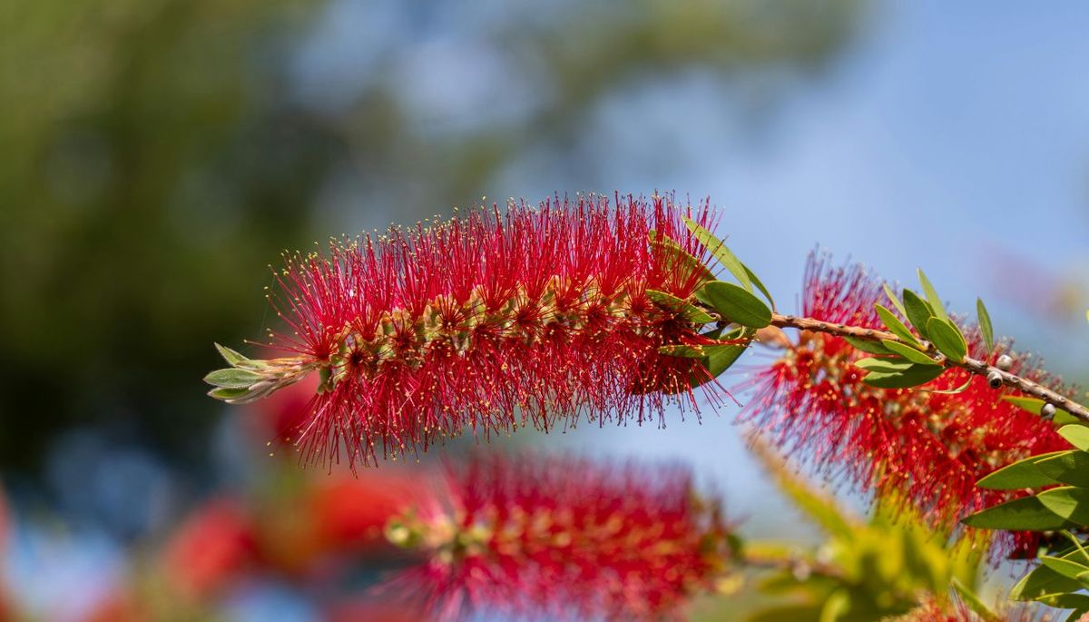 Sí, se puede plantar árboles en una maceta. Imagen: Pexels.