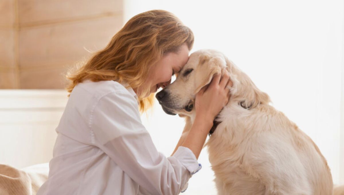 Ni Golden ni Labrador: la raza de perro que es ideal para combatir la ansiedad