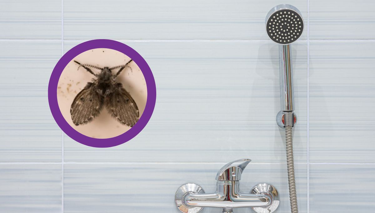 FUENTE CANVA FUENTE CANVA