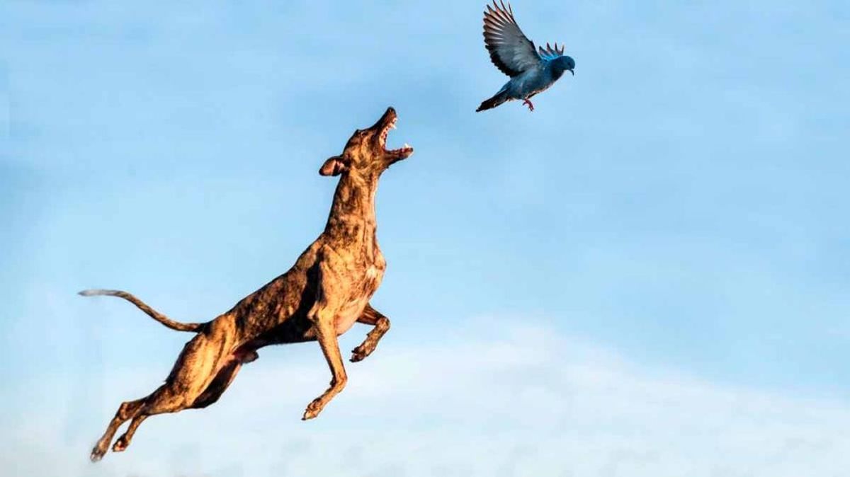 Muchas veces, las mascotas cazan por aburrimiento Muchas veces, las mascotas cazan por aburrimiento