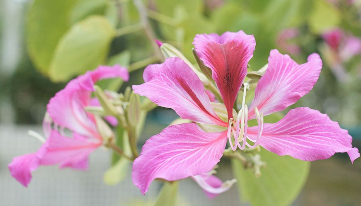 El árbol de flores rosadas que se puede cultivar en maceta y alegra el lugar donde florece
