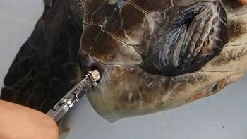 Lo que le sacaron a una tortuga marina golfina de su nariz