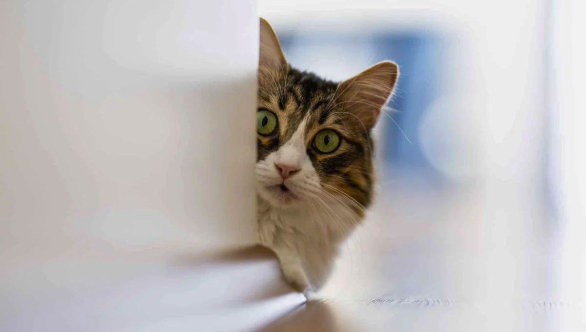 Qué significa que tu gato presione su cabeza contra la pared y por qué es algo grave