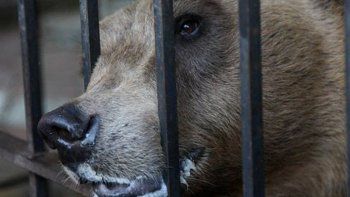 Liberaron al oso enjaulado en un restaurante